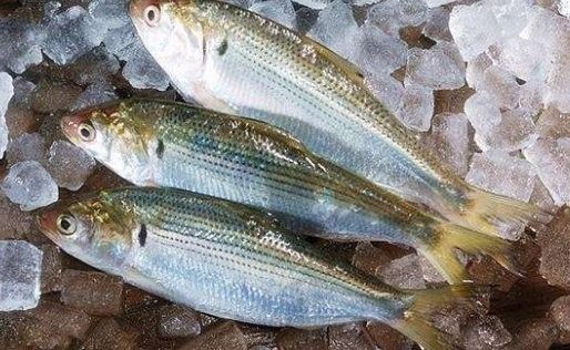 眼斑魚多少錢一條