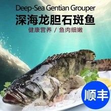 眼斑魚多少錢一條