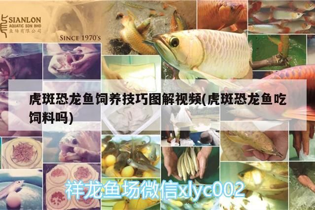 虎斑恐龍魚飼養技巧圖解視頻(虎斑恐龍魚吃飼料嗎)（虎斑恐龍魚飼養技巧圖解）