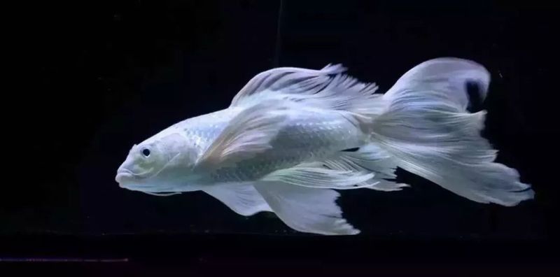 龍魚和蝴蝶鯉混養(yǎng)需要哪些躲避物