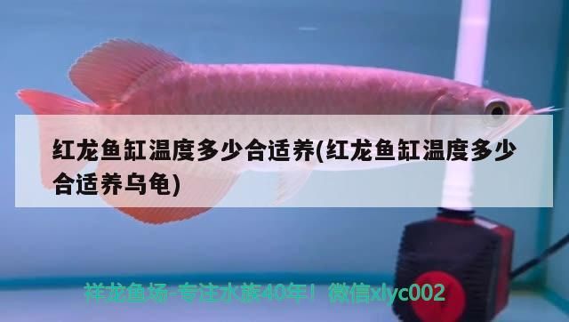 紅龍魚缸溫度多少合適養(yǎng)(紅龍魚缸溫度多少合適養(yǎng)烏龜)