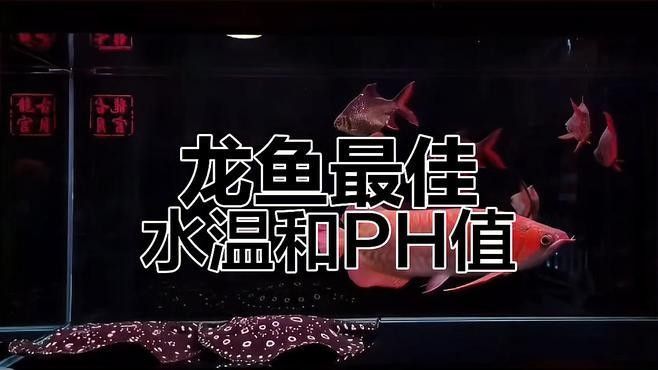 泰興哪個水族館龍魚好？祥龍魚場龍魚