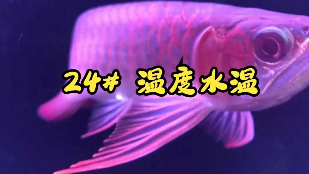 臺北龍魚（“臺北龍魚”在臺灣文化中的地位如何，臺北龍魚保育中心在哪里）