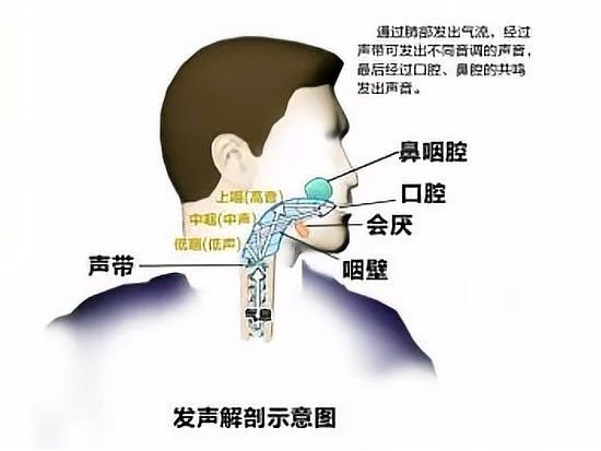 龍魚叫聲如何改善（如何改善龍魚叫聲？）