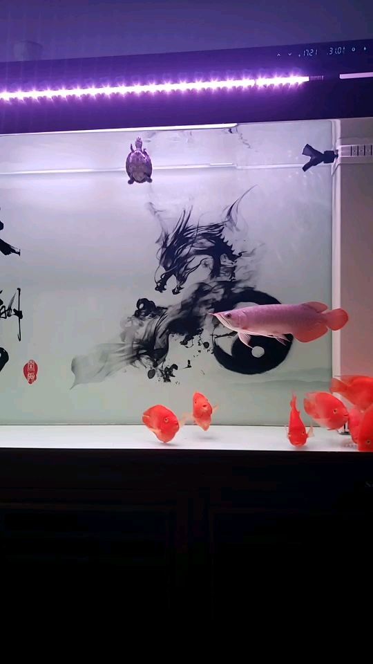 初來乍到請多關照（剛來到龍魚之巔也是第一次養魚,廣晉超市評論：起步是紅龍）