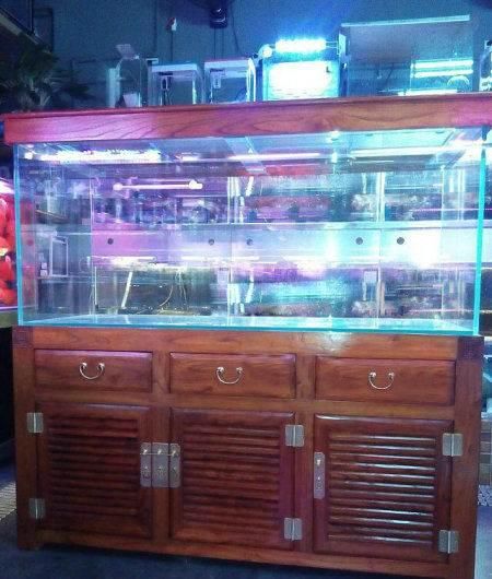 海南藏族自治州魚缸批發(fā)市場:海口哪里有觀賞魚批發(fā)市場