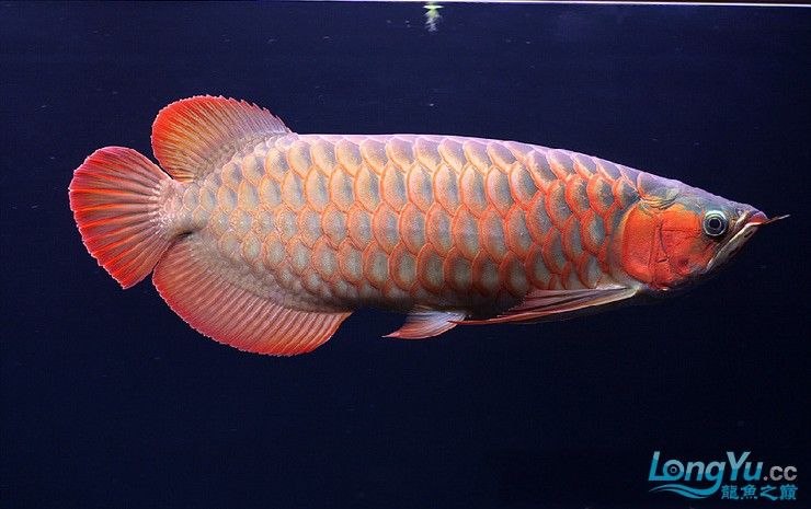 如何下載龍魚(yú)之巔APP？