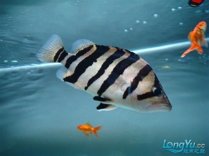 如何下載龍魚(yú)之巔APP？