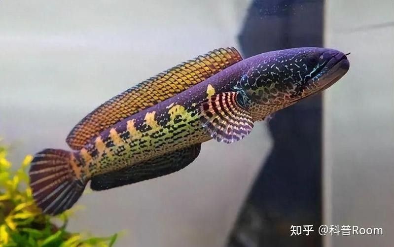 雷龍魚和龍魚哪個更好養