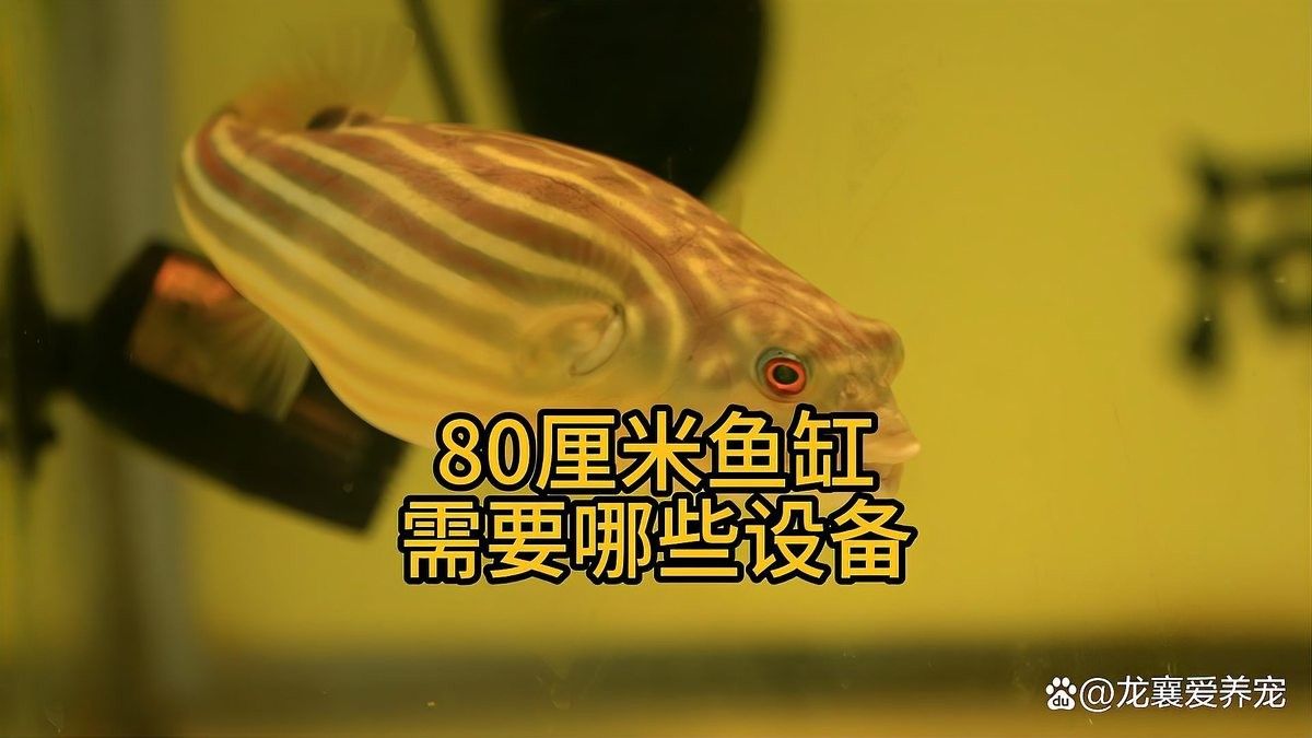 80魚缸養龍魚需要多大的過濾