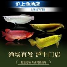 印尼紅龍魚的價格范圍是多少？（印尼紅龍魚價格表）
