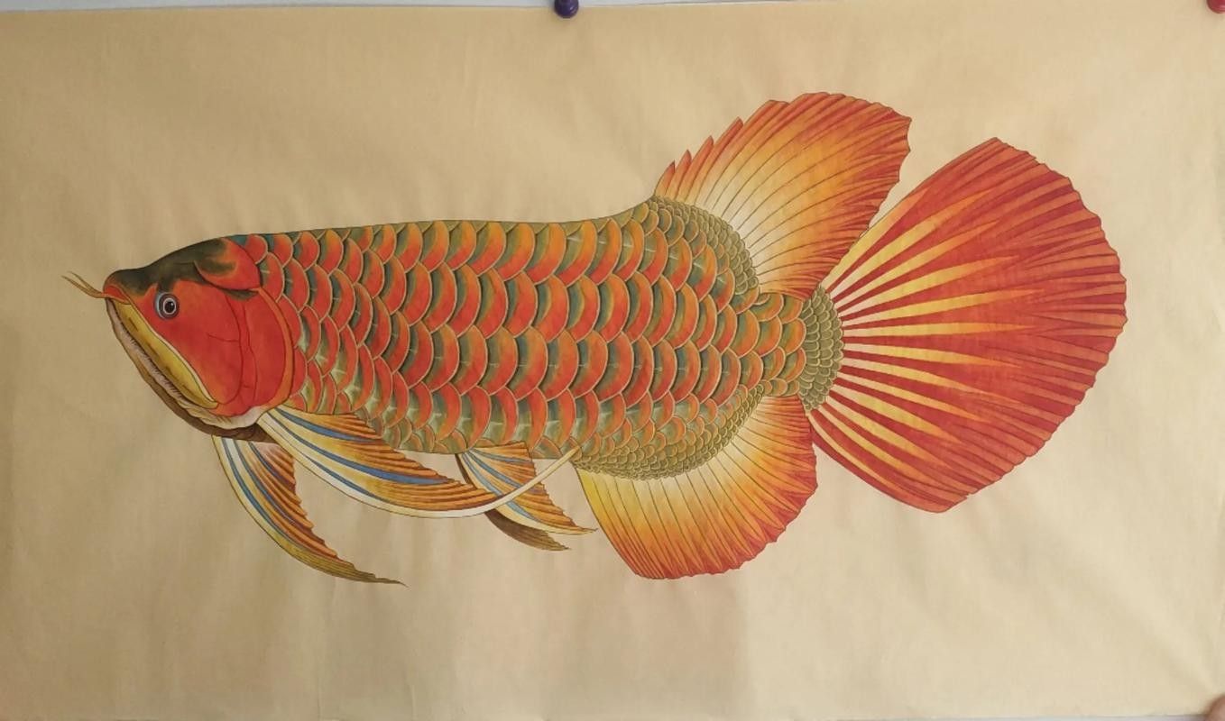 瑤海金龍魚