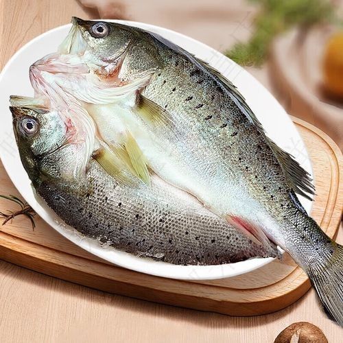 瑤海金龍魚
