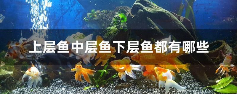 上層魚中層魚下層魚都有哪些 上層魚中層魚下層魚都有哪些 觀賞魚百科 第1張