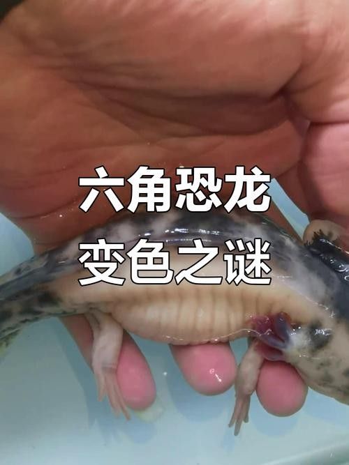給我推薦一些稀有顏色的六角龍