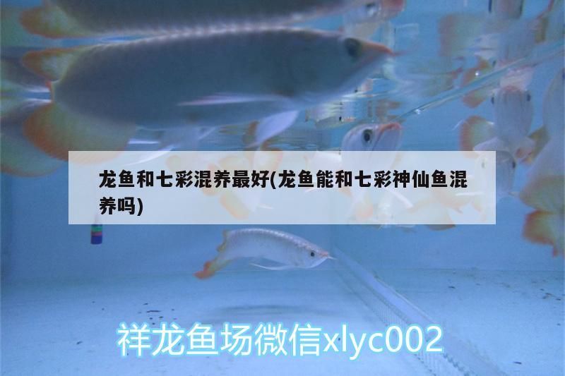 龍魚和七彩混養(yǎng)最好(龍魚能和七彩神仙魚混養(yǎng)嗎)（七彩神仙魚可以和龍魚混養(yǎng)嗎）