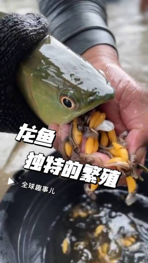方正龍魚是什么魚（方正銀鯽和龍魚有什么區(qū)別？）