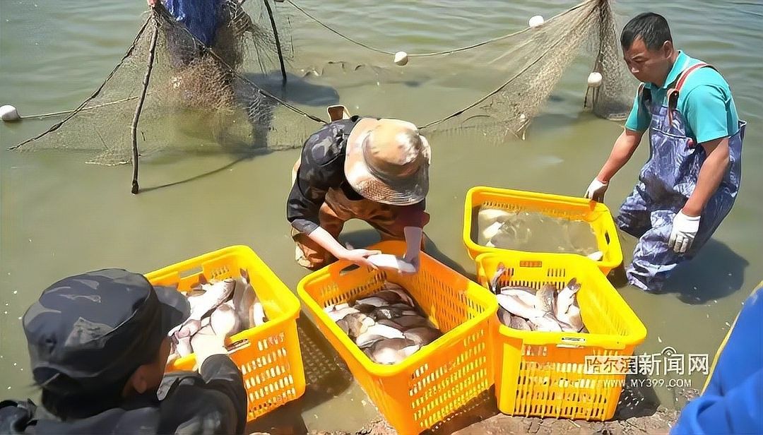 方正龍魚是什么魚（方正銀鯽和龍魚有什么區(qū)別？）