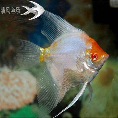 高端淡水觀賞魚排名榜前十（淡水觀賞魚的全球貿易現狀）
