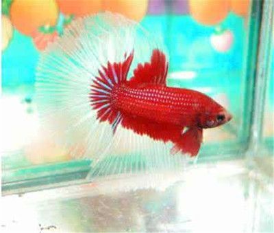 高端淡水觀賞魚排名榜前十（淡水觀賞魚的全球貿易現狀）