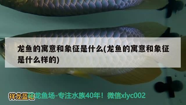 龍魚的寓意和象征是什么(龍魚的寓意和象征是什么樣的)