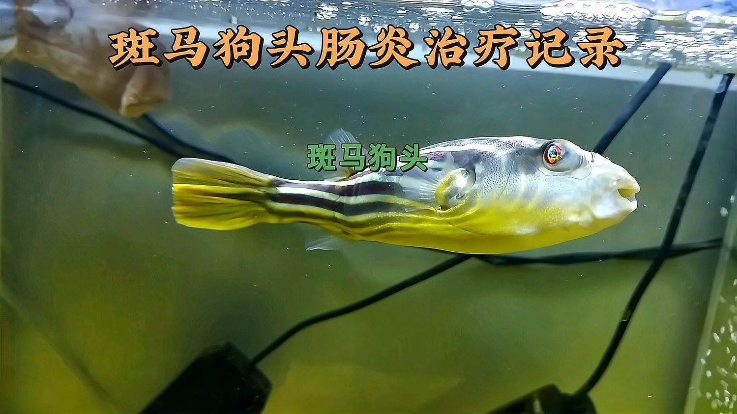 斑馬狗頭魚(yú)常見(jiàn)疾病