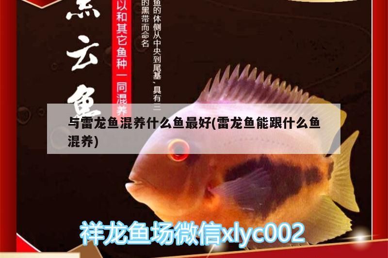 與雷龍魚混養什么魚最好(雷龍魚能跟什么魚混養)