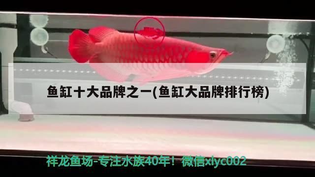 金龍魚還是紅龍魚貴(紅龍魚貴還是金龍魚貴)