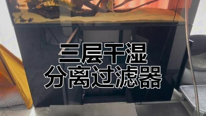 混養(yǎng)觀賞魚的最佳搭配條數(shù)是多少龍魚的最佳搭配條數(shù)是多少（混養(yǎng)觀賞魚最佳搭配條數(shù)）