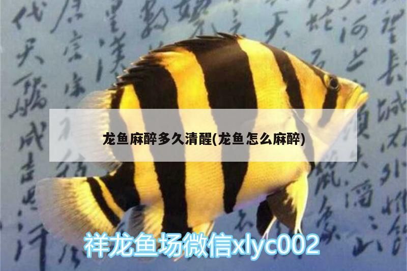 漢中水族館商家又炒作的豹紋皇冠漂亮不？