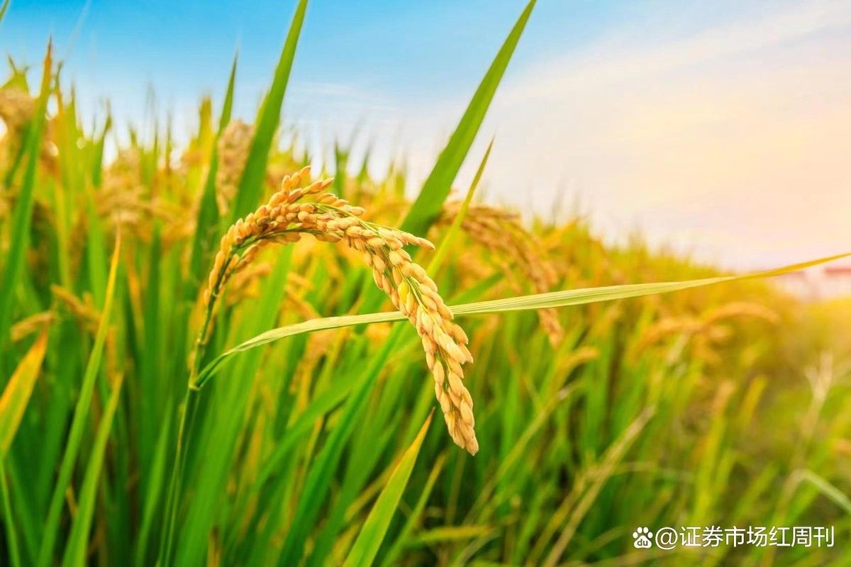 金龍魚的企業使命是什么