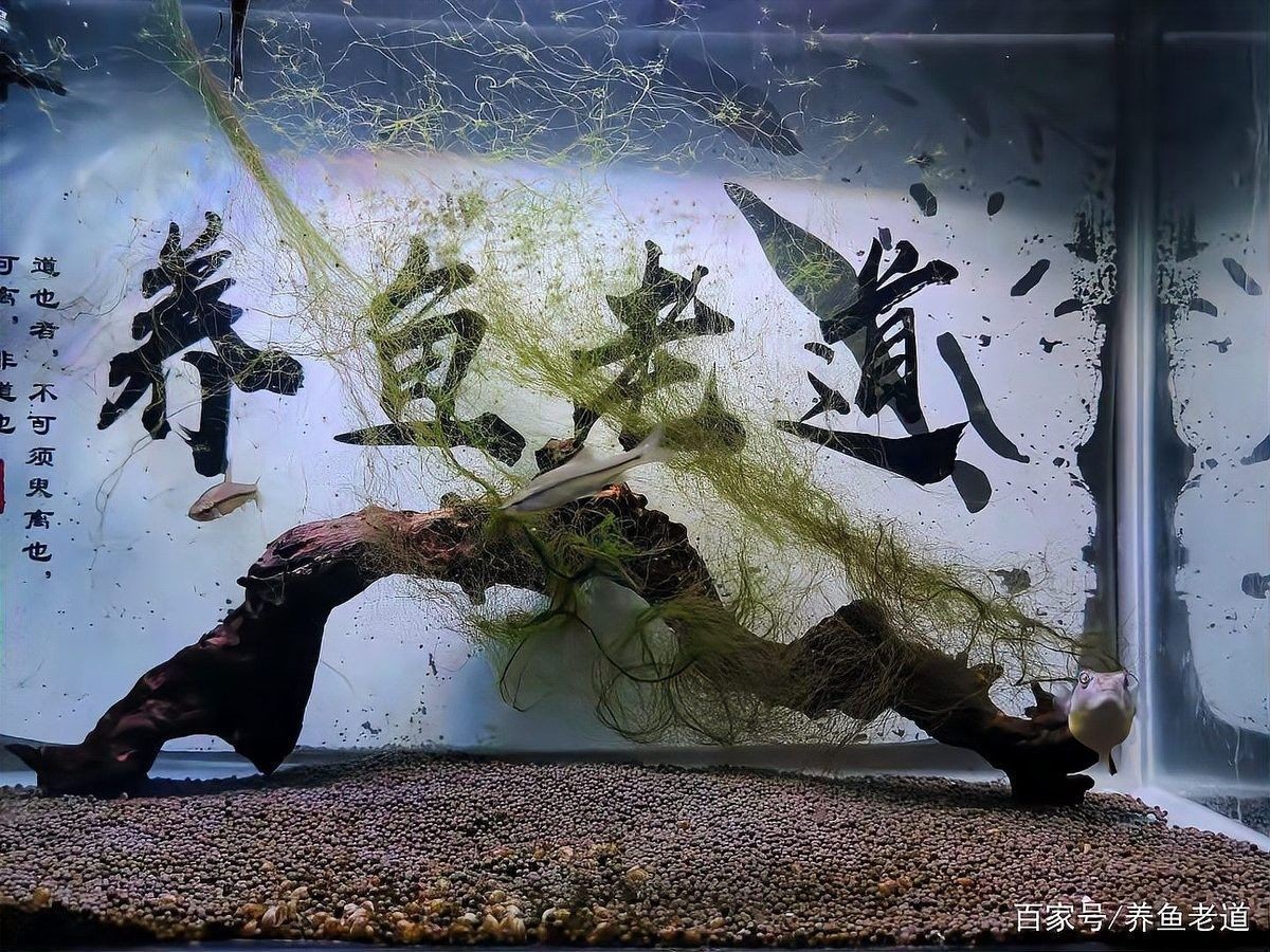 龍魚體色變淡需要多久恢復
