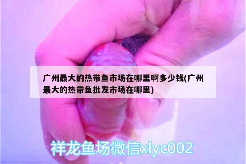 廣州最大的熱帶魚市場在哪里啊多少錢(廣州最大的熱帶魚批發市場在哪里)