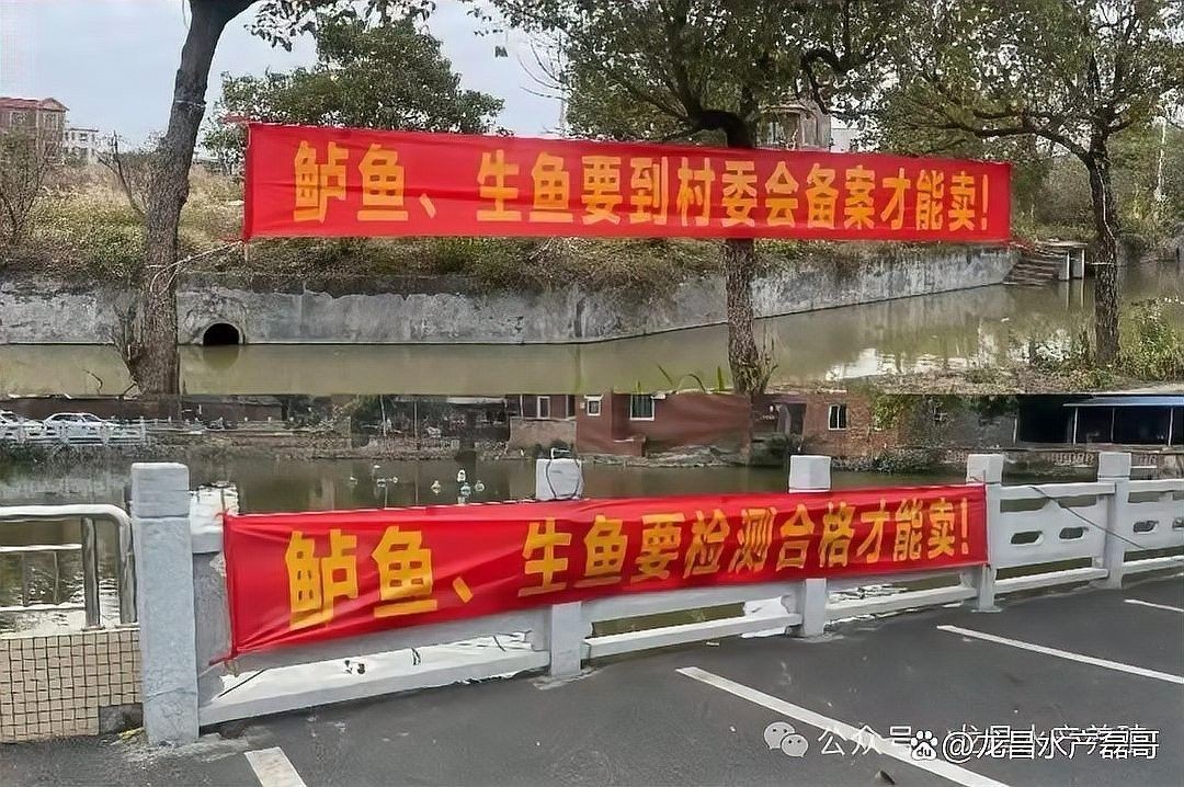 龍魚處方藥在哪里可以購買