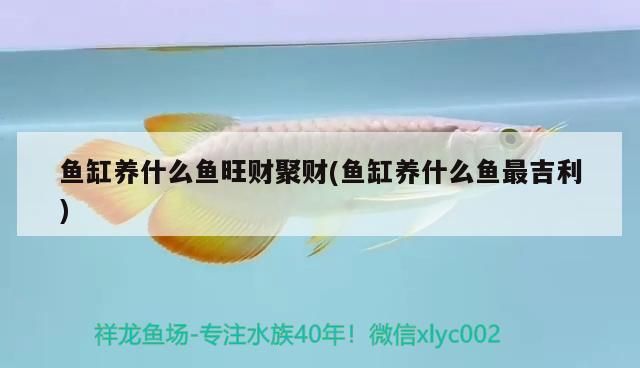 魚缸養什么魚旺財聚財(魚缸養什么魚最吉利)