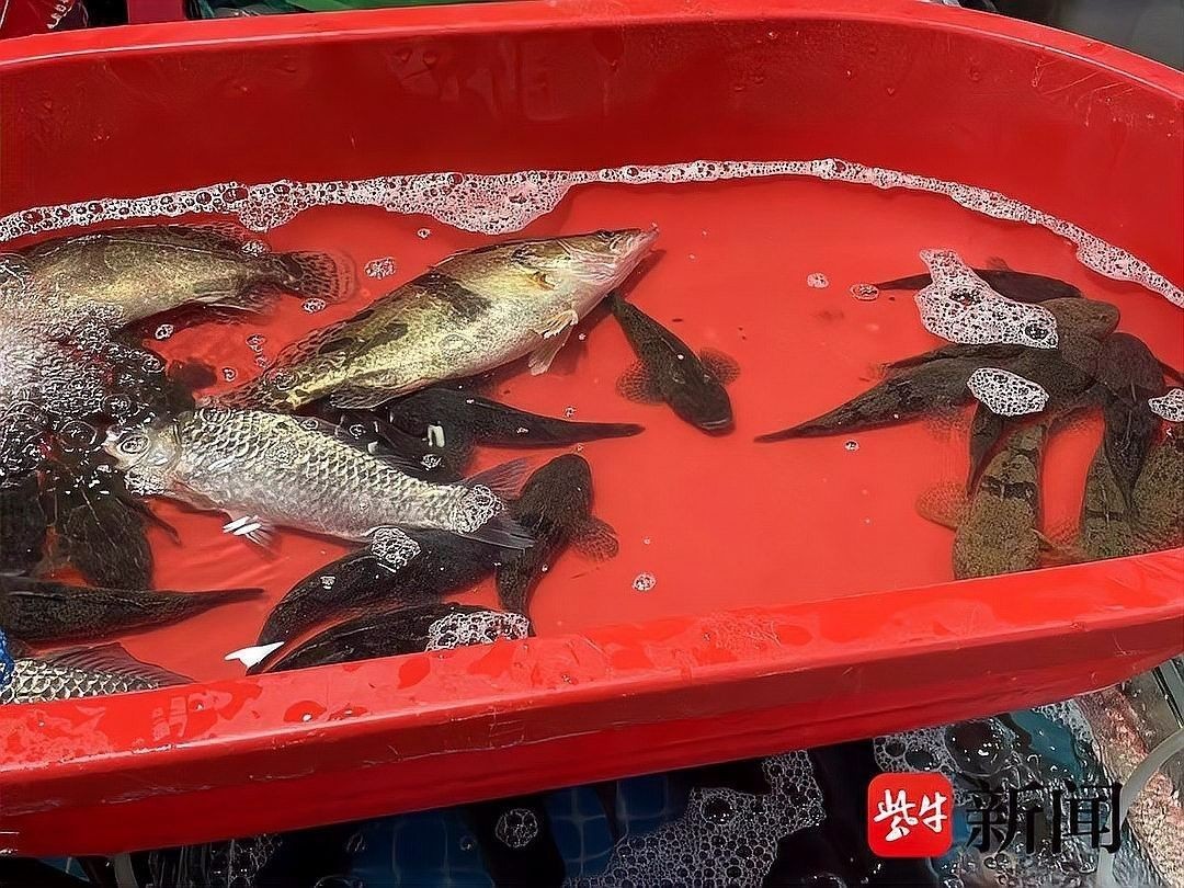 南鱧的價格是多少