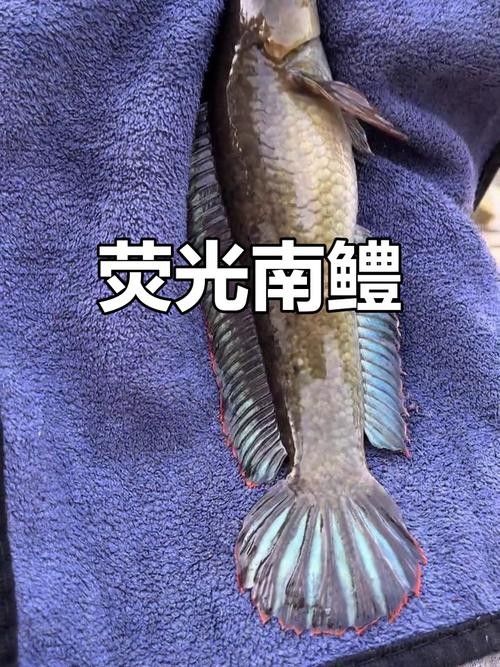 南鱧的價格是多少