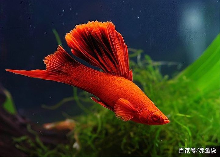 龍魚下黃粉后多久見效