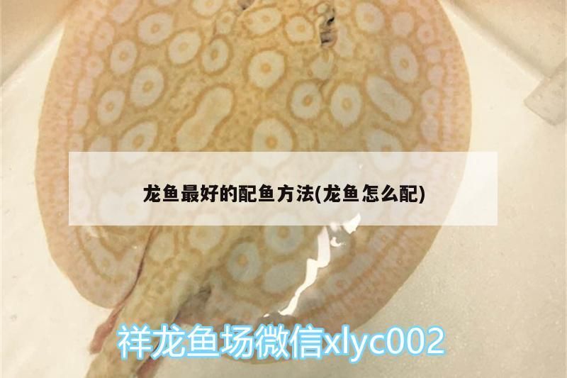 龍魚最好的配魚方法(龍魚怎么配)