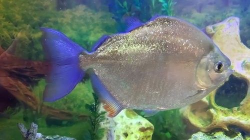 龍魚專用藥水有副作用嗎