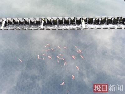 紅龍魚價錢：養(yǎng)紅龍魚需要投入多少預算？
