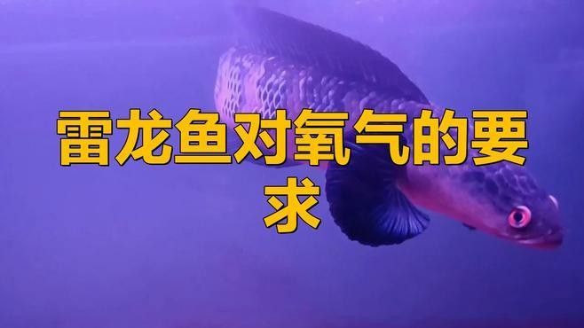 龍魚打氧應該打多大？