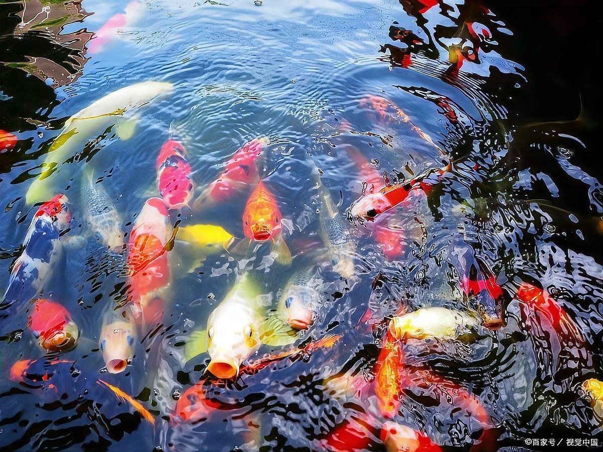 龍魚打氧應該打多大？
