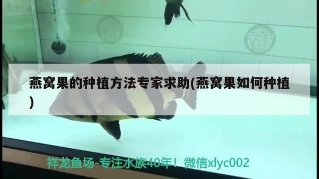 龍魚配魟魚（龍魚和魟魚混養水溫調多少）