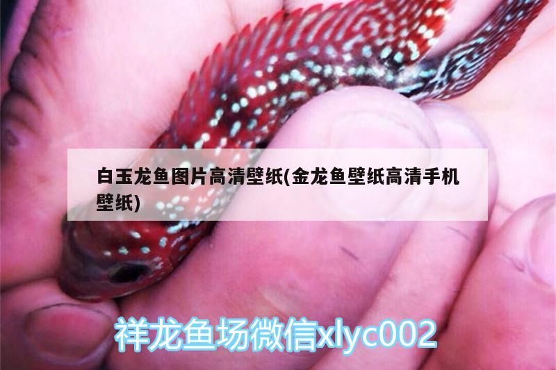 白玉龍魚圖片高清壁紙(金龍魚壁紙高清手機壁紙)