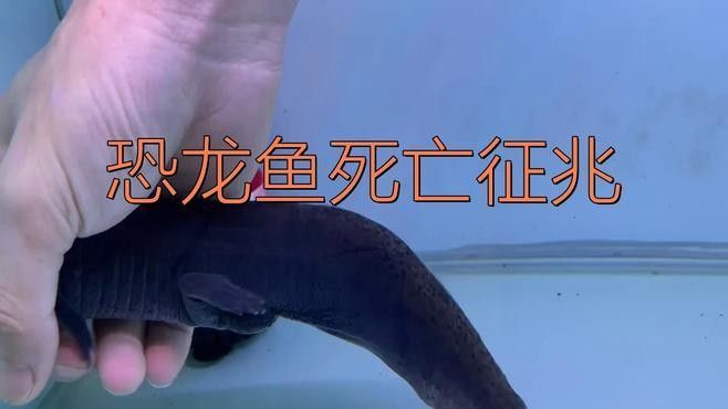 恐龍魚(yú)和恐龍王魚(yú)哪個(gè)更聰明？