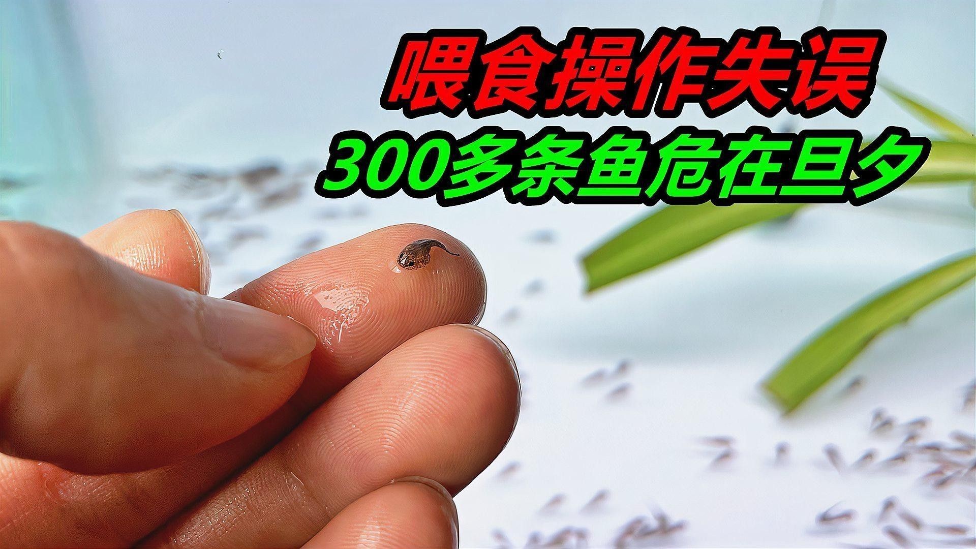 恐龍魚(yú)和恐龍王魚(yú)哪個(gè)更聰明？