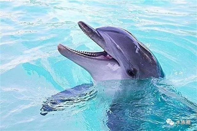 恐龍魚(yú)和恐龍王魚(yú)哪個(gè)更聰明？