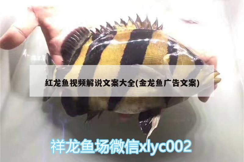 紅龍魚視頻解說文案大全(金龍魚廣告文案)