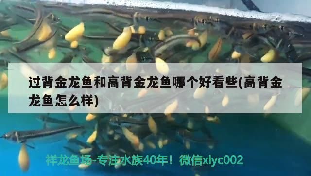銀川龍魚專賣店（銀川那家魚好吃）